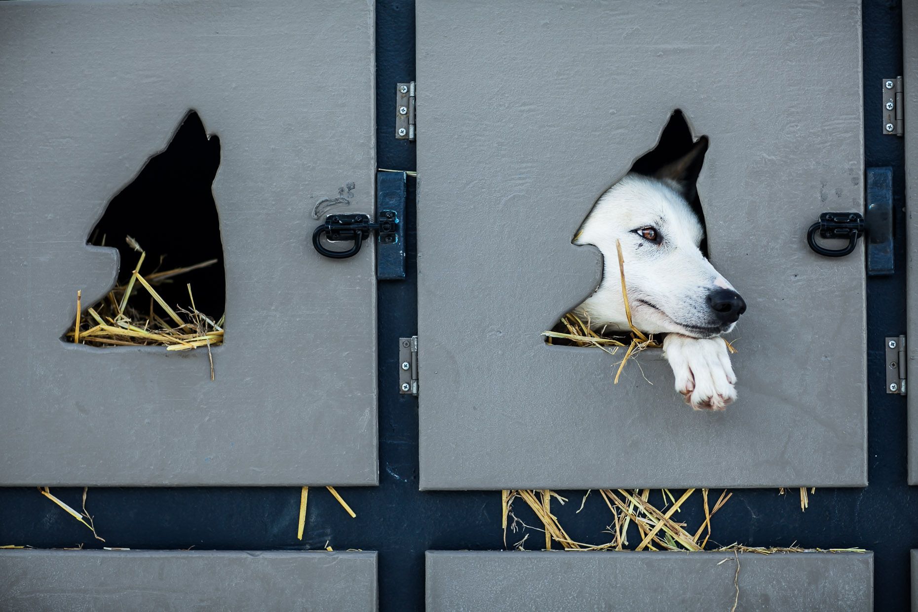 sled dog