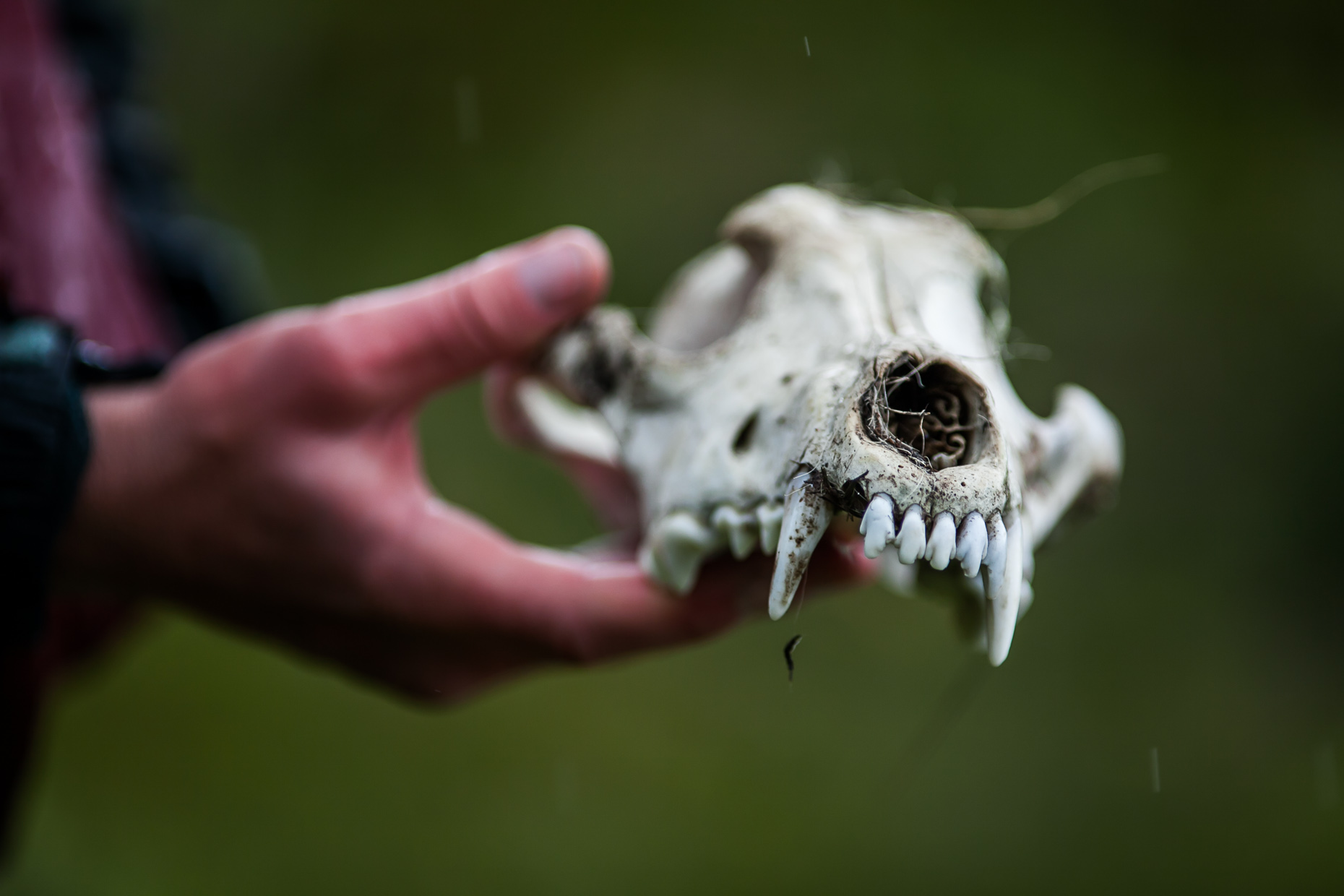 wolf skull