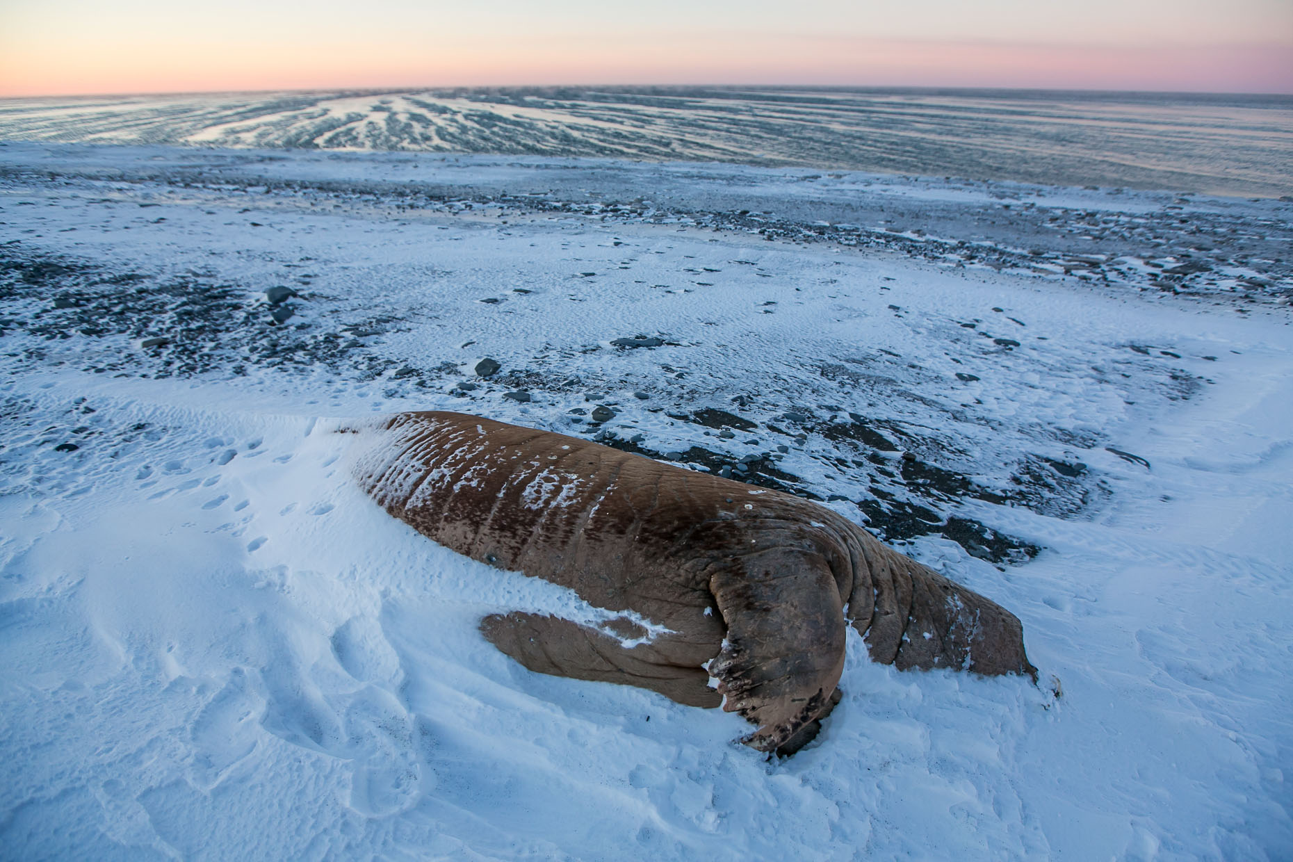 dead walrus